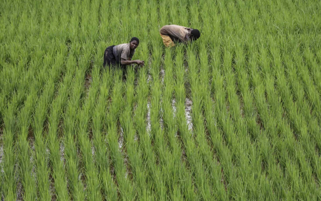 Campos de arroz na Guiné-Bissau correm risco de inundação devido à chuva