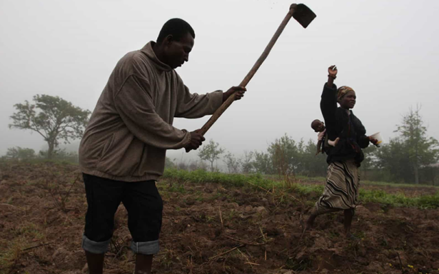 Guiné lança projeto Agricultura Clima-Inteligente para zona leste