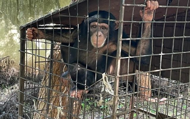 GUINÉ-BISSAU TRANSFERE QUATRO CHIMPANZÉS PARA SANTUÁRIO DA LIBÉRIA