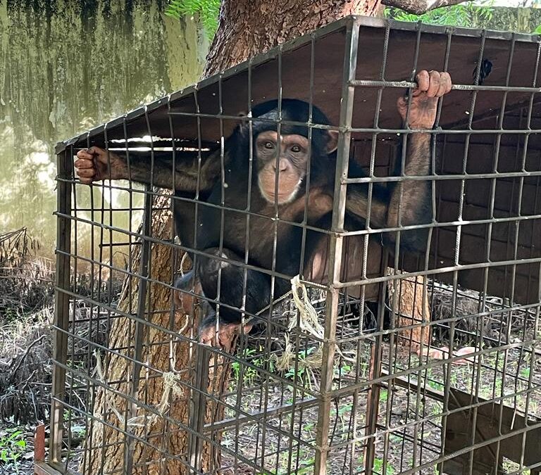 GUINÉ-BISSAU TRANSFERE QUATRO CHIMPANZÉS PARA SANTUÁRIO DA LIBÉRIA