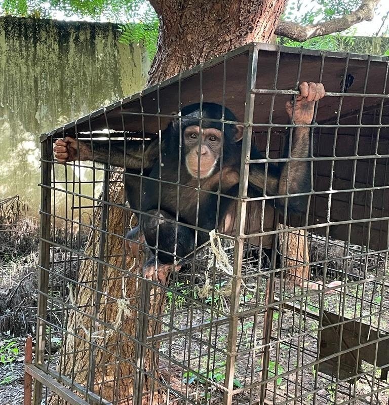 GUINÉ-BISSAU TRANSFERE QUATRO CHIMPANZÉS PARA SANTUÁRIO DA LIBÉRIA