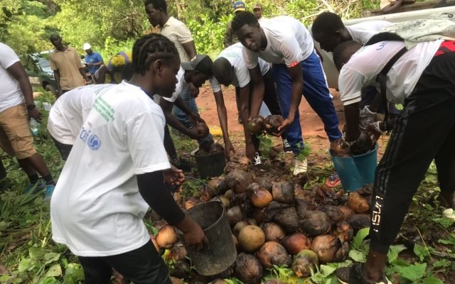 RJAC PARTICIPAM EM AÇÃO DE RECOLHA DE SEMENTES E REPOVOAMENTO DE MANGAIS EM QUINARA