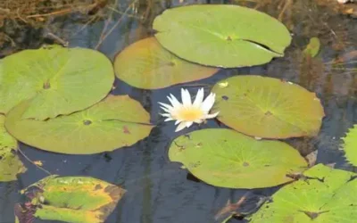 Dia Mundial das Zonas Húmidas reforça importância da conservação destes ecossistemas