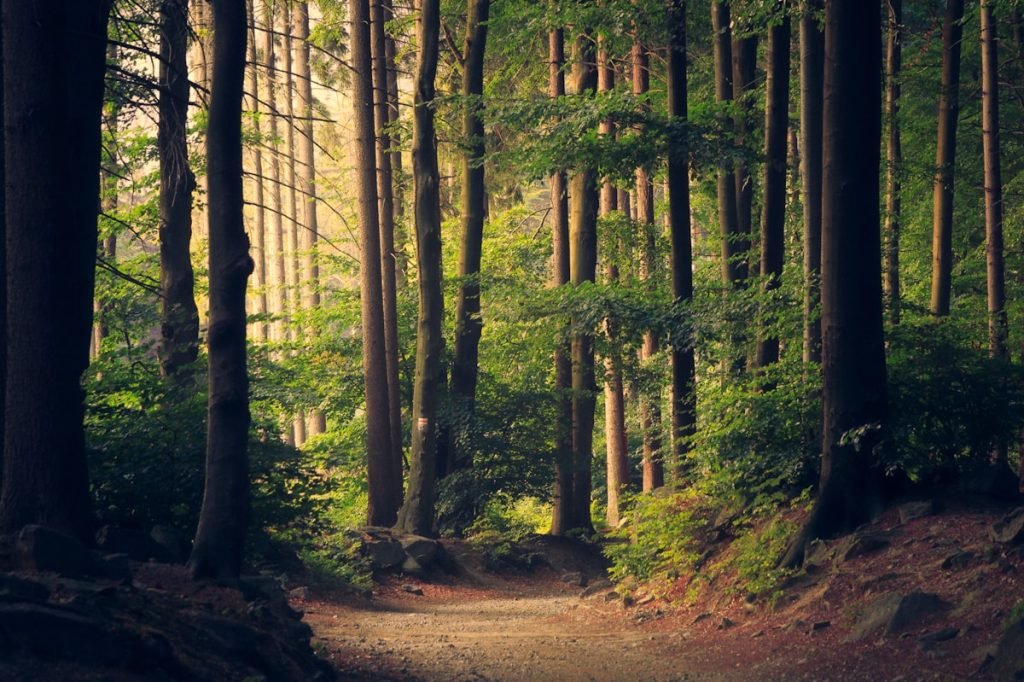 Dia aberto — observação da biodiversidade